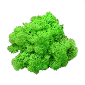 Grasgroen Rendiermos - Doosje 50gr - Minidorp Deco