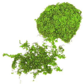 Miniatuur Klimop Wijnrank met Lichtgroene Druiven