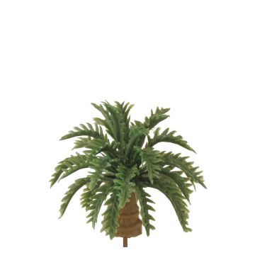 Miniatuur Kokospalm - 2.5cm