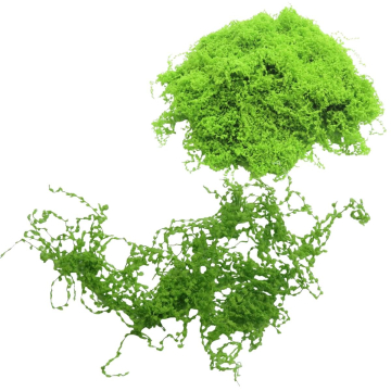 Miniatuur Mos Klimplant Lichtgroen