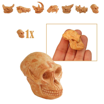 Miniatuur Schedel van Australopithecus (Oermens)