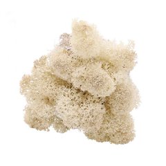 Naturel Rendiermos - Doosje 50gr - Minidorp Deco