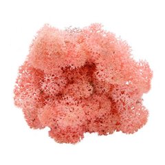 Roze Rendiermos - Doosje 50gr - Minidorp Deco