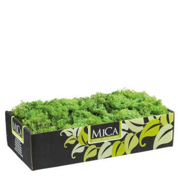 Groen Rendiermos - Doos 500gr - Mica Decorations