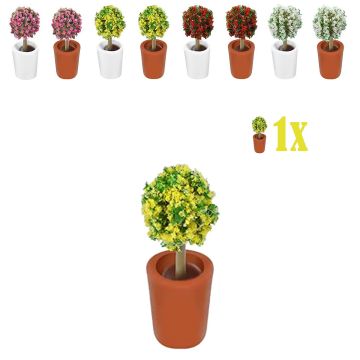 Mini Bolstruik Gele Bloesem in Terra Bloempot - 2.3 cm