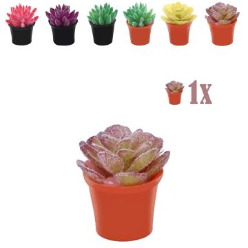 Miniatuur Sedum Plantje Lila in Bloempot - 2.3 cm