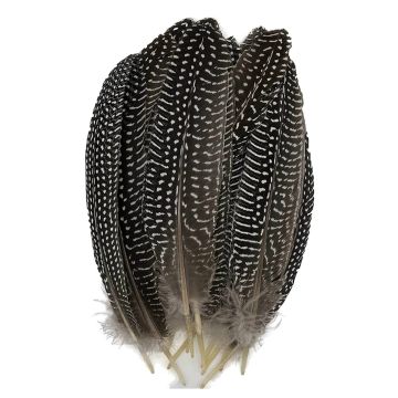 Parelhoen Veren - 20 tot 22 cm