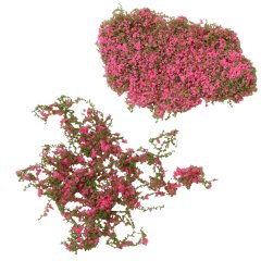 Miniatuur Klimop met Donkerroze Bloemen