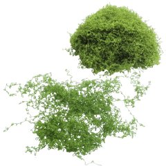 Miniatuur Mos Klimplant Groen