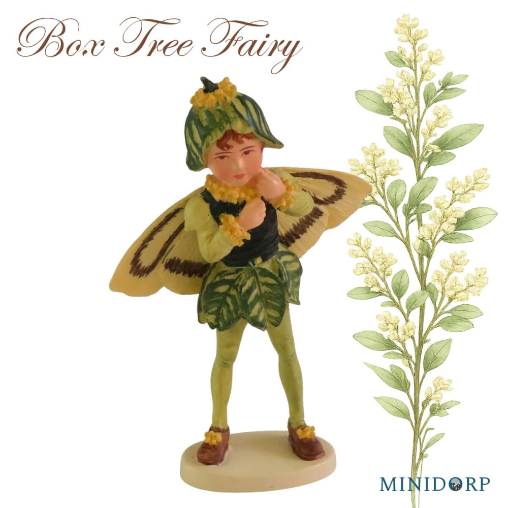 Bloemenelfje - Box Tree Fairy