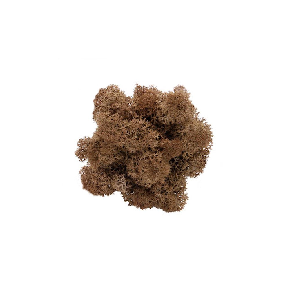 Bruin Rendiermos - Doosje 50gr - Minidorp Deco - - -