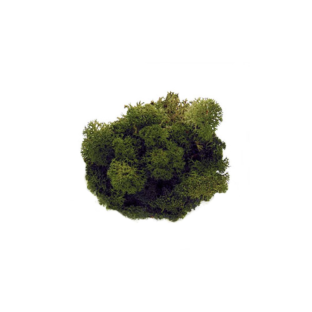 Donkergroen Rendiermos - Doosje 50gr - Minidorp Deco -   -  -