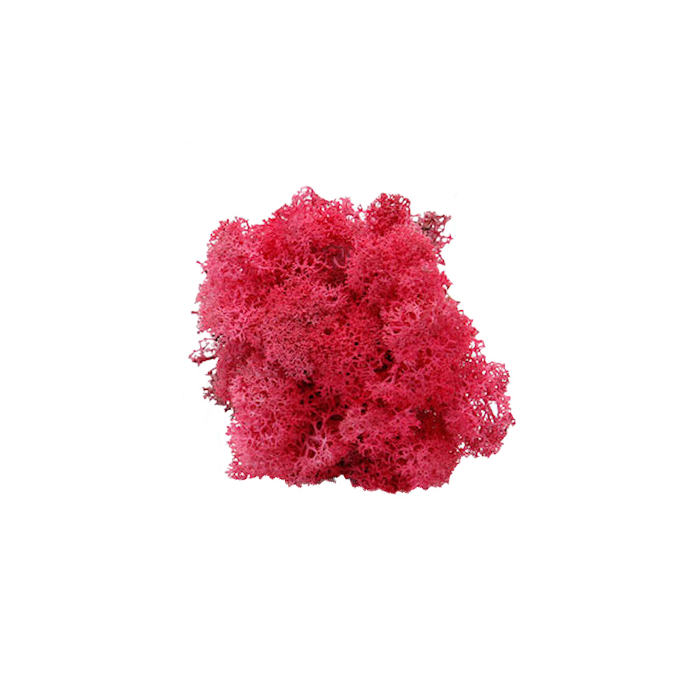 Fuchsia Rendiermos - Doosje 50gr - Minidorp Deco - - -