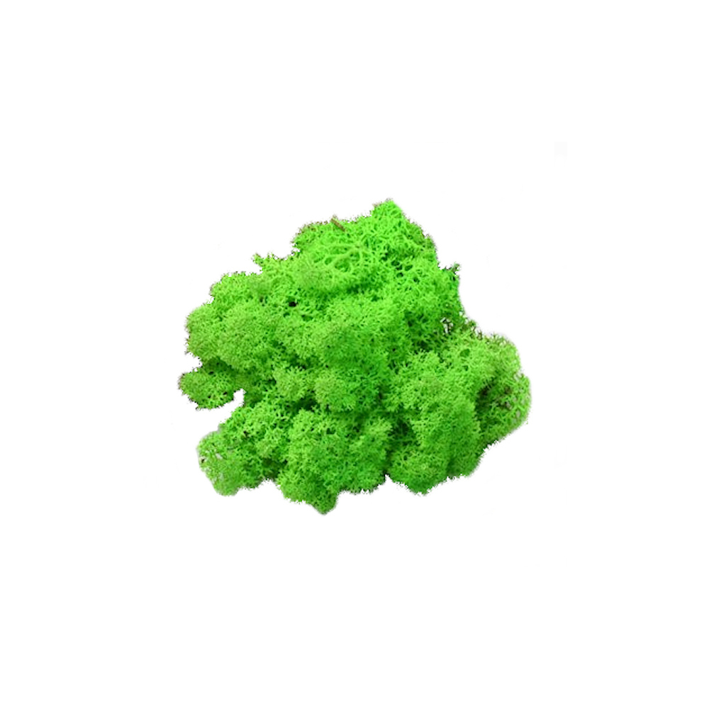 Grasgroen Rendiermos - Doosje 50gr - Minidorp Deco -   -  -