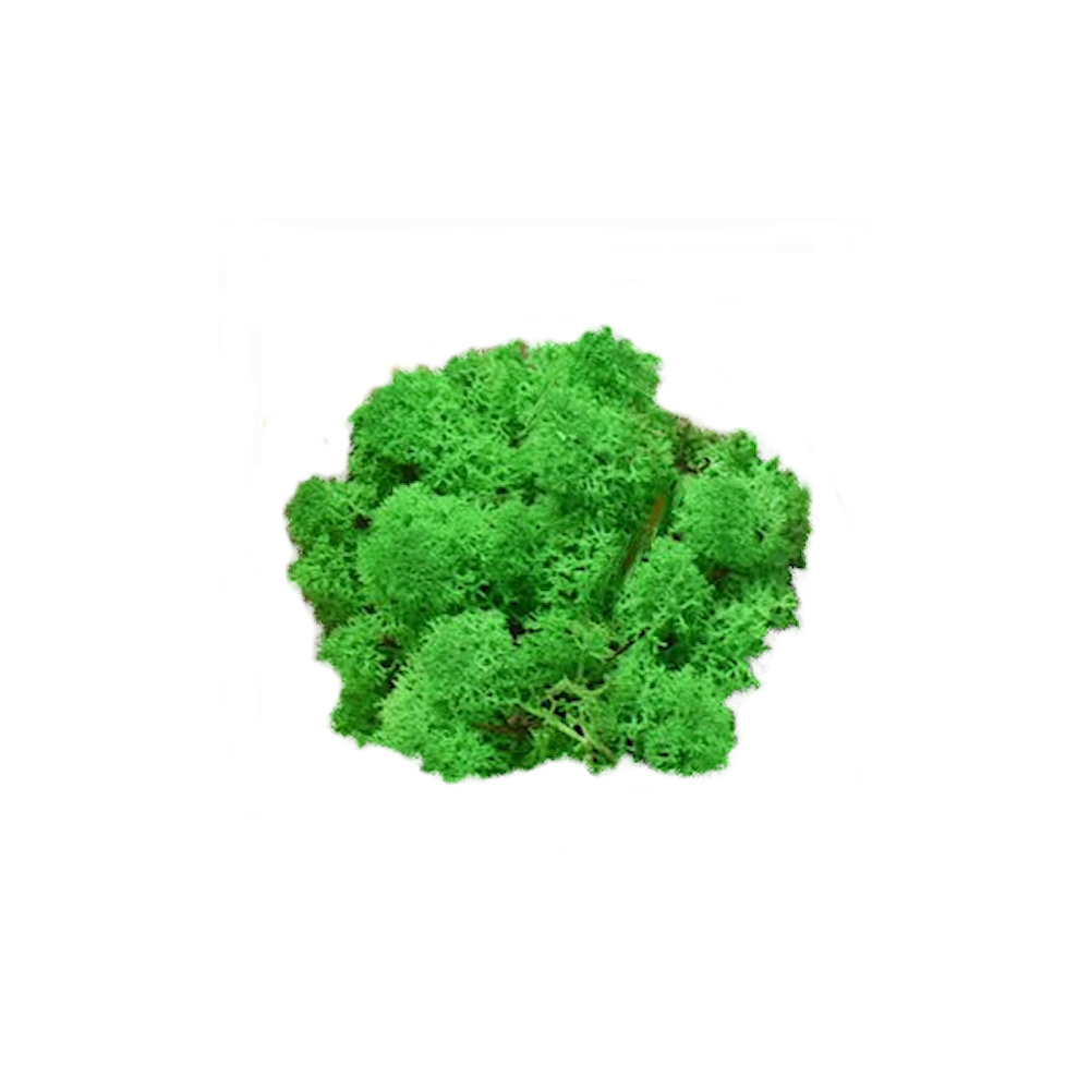 Junglegroen Rendiermos - Doosje 50gr - Minidorp Deco - - -