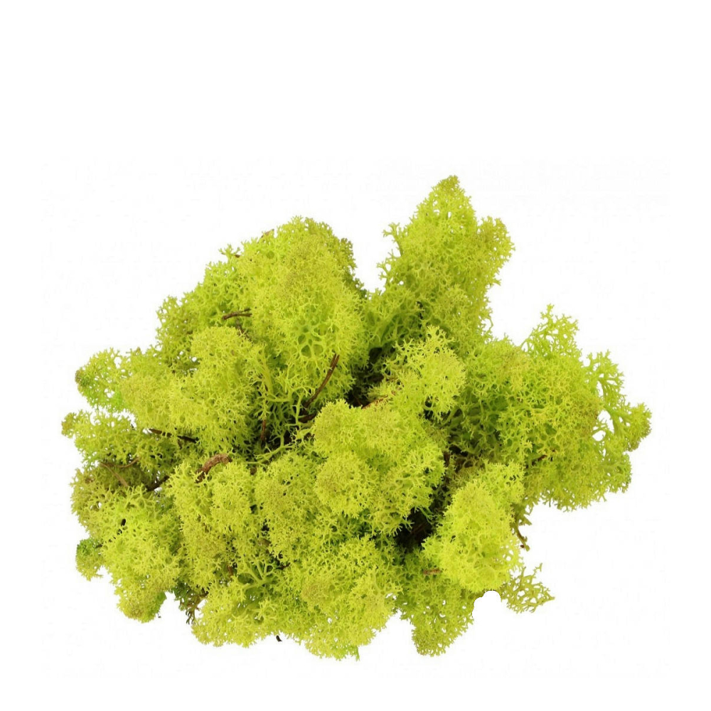 Lentegroen Rendiermos - Doosje 50 Gram - - Mos -