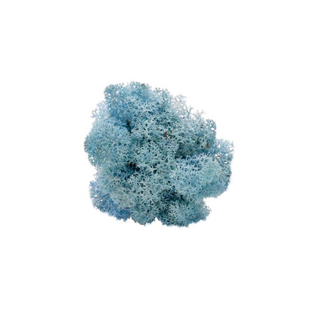 Lichtblauw Rendiermos - Doosje 50gr - Minidorp Deco - - -