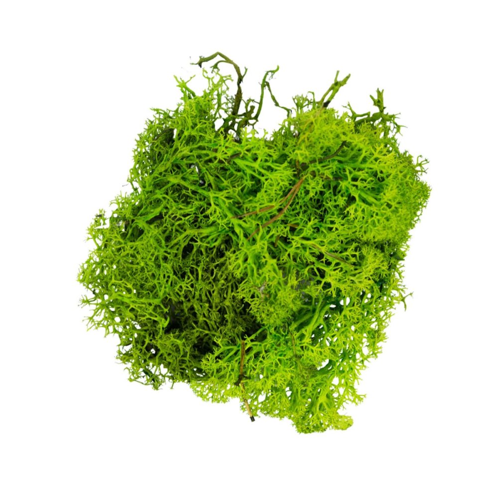 Lichtgroen Rendiermos - Doosje 50gr - My Village - - Mos - 8717545193099
