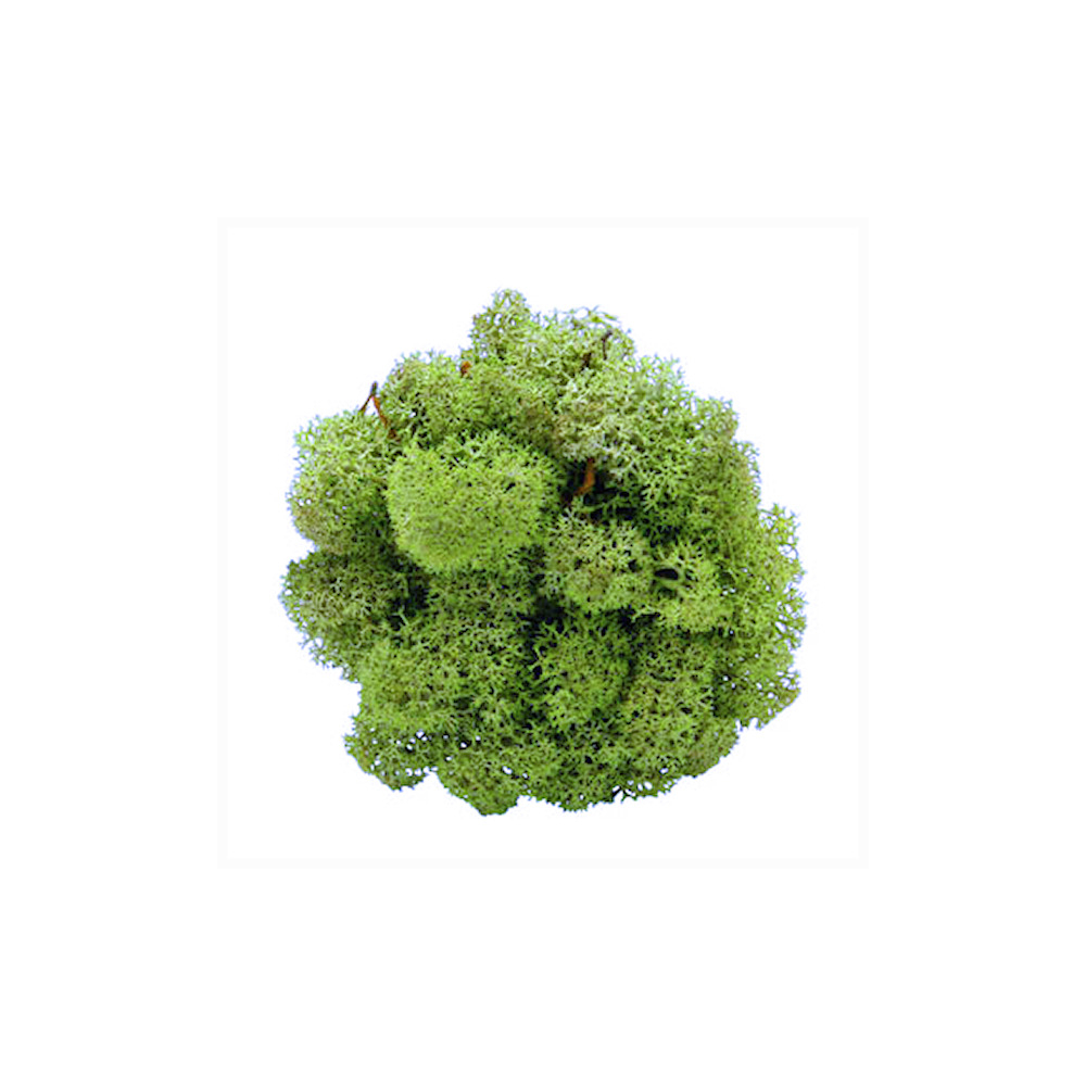 Middengroen Rendiermos - Doosje 50gr - Minidorp Deco -   -  -