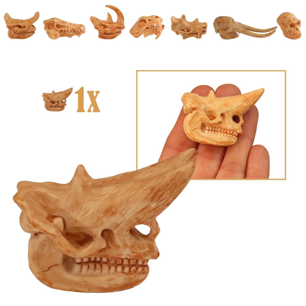 Miniatuur Schedel van Arsinoitherium