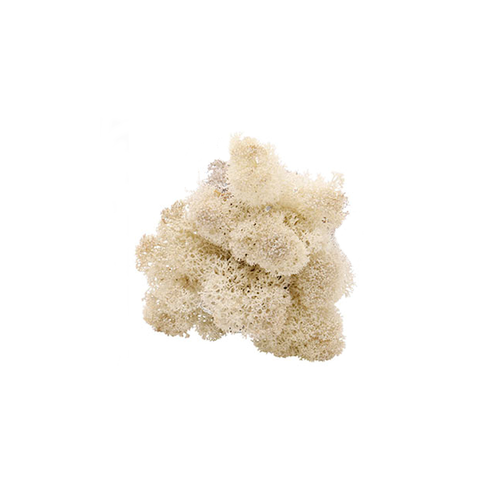 Naturel Rendiermos - Doosje 50gr - Minidorp Deco - - -