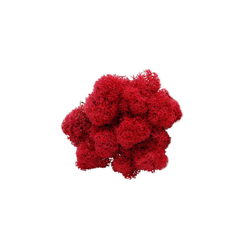 Rood Rendiermos - Doosje 50gr - Minidorp Deco - - -
