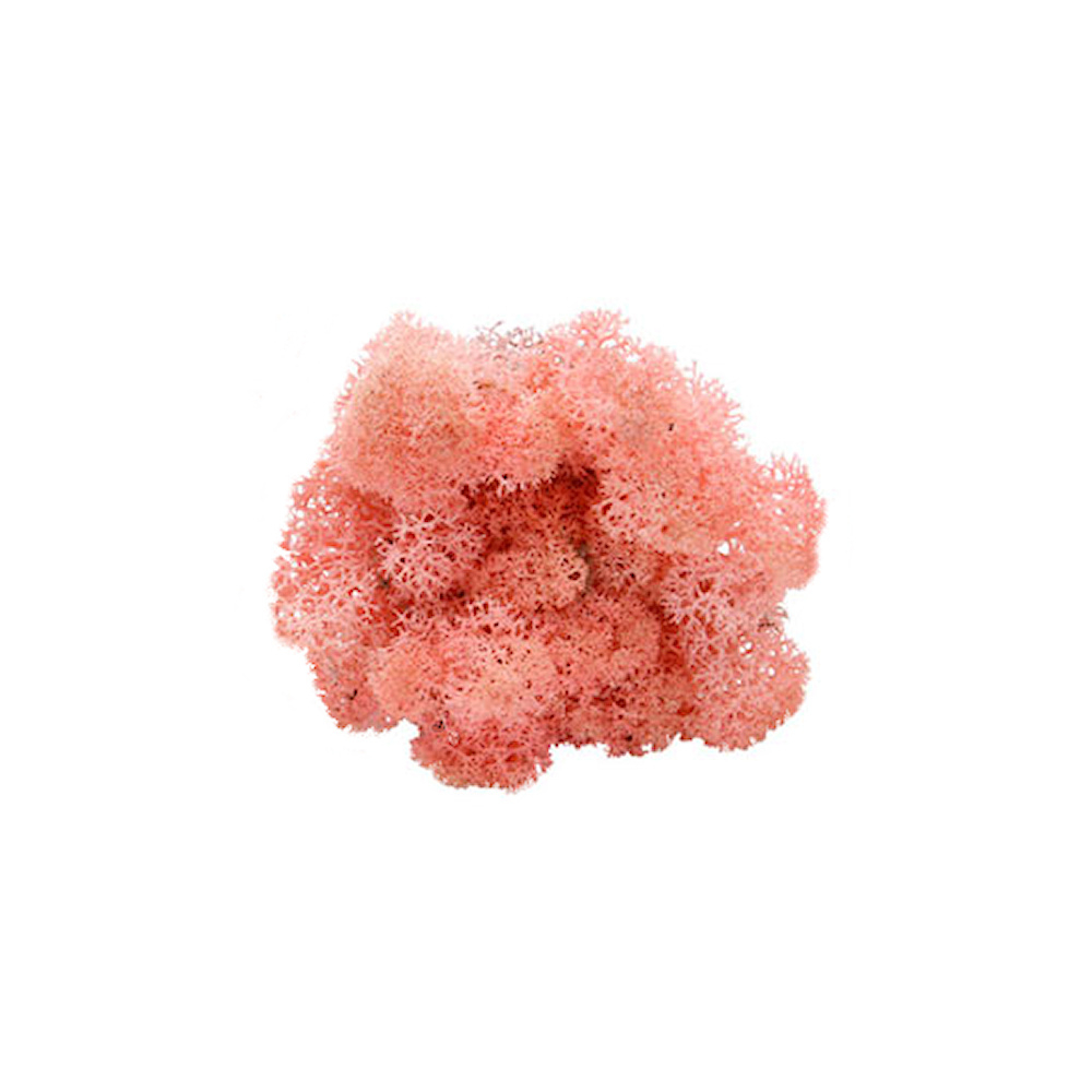 Roze Rendiermos - Doosje 50gr - Minidorp Deco - - Mos -