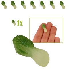 Miniatuur Paksoi