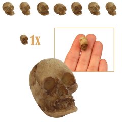 Aangetaste Miniatuur Doodskop - 1.6cm